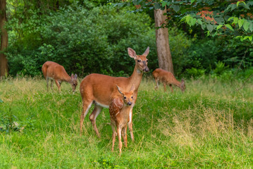 Naklejka na ściany i meble Family of deer in the forest