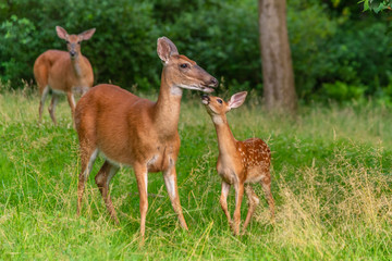Family of deer in the forest