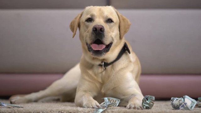 Funny pedigreed dog lying near torn dollar banknotes, house pet misbehaving