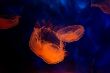 jellyfish in water