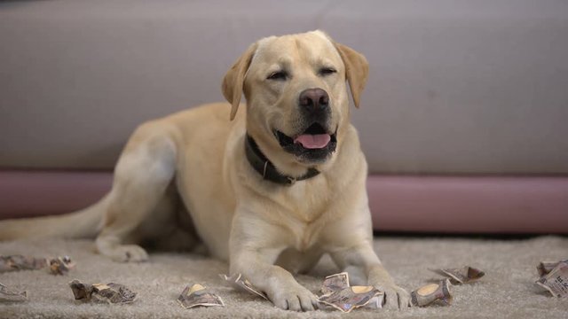 Funny labrador dog lying near torn japanese yen banknotes, pet misbehavior