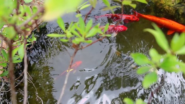 Colored varieties of Amur carp (Cyprinus rubrofuscus) swimming arround in a pond. cold water fish for decorative purposes outdoor koi ponds or natual water gardens. Japanese Tradition