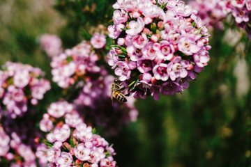 Fototapeta premium Bees harvesting from Chamelaucium (Sweet Rosie) Geraldton Wax Flowers