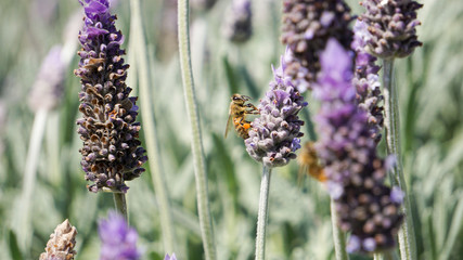 Bees harvesting from lavender