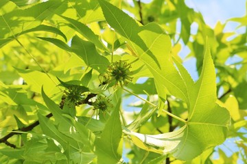 緑　春　木漏れ日　プラタナス　葉　茨城