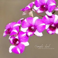 Close up orchid.