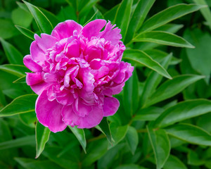 A pink peony flower in the garden