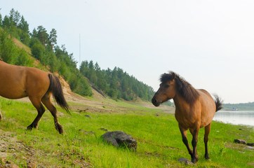 Fototapeta premium Two horses run by a stone on the Bank of the Northern river in Yakutia.