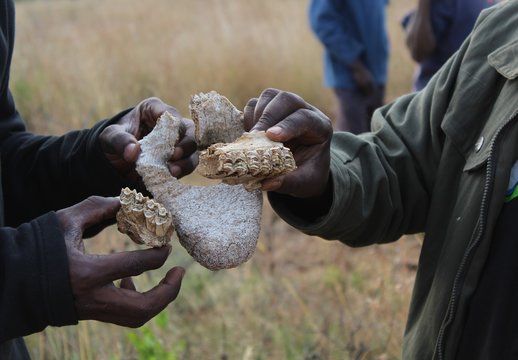 Skulls from an elephant in rural Kenya