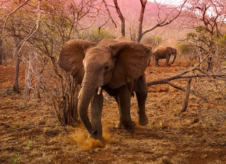 Young Bull Elephant defending his heard South Africa