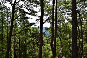 Fototapeta premium Baguio Nature in The Philippines