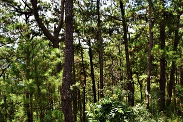 Baguio Nature in The Philippines
