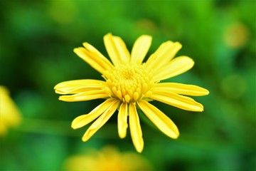 Yellow Garden Flower Closeup Macro