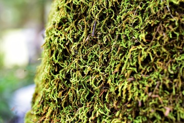 Moss on a Tree in Philippines Closeup