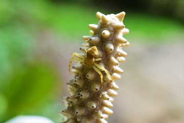 Yellow Flower Spider Closeup Macro