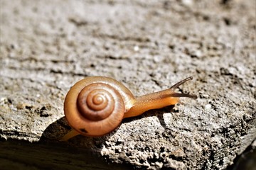 Small Garden Snail Closeup Macro