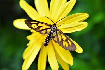 Yellow Butterfly Insect on a Flower Closeup