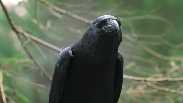 Black raven with large beak looking out for prey. Wild animal in natural habitat
