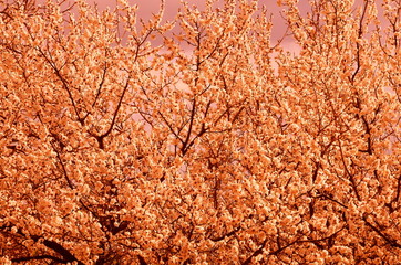  The natural graphic resource consists of a flowering tree in processing with a change in color.