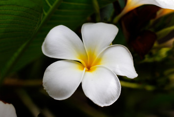 Fototapeta na wymiar frangipani flower on green background