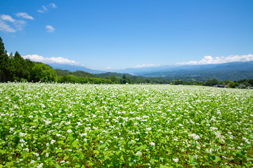 下条村のそば畑