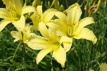 Yellow Lillies 2019