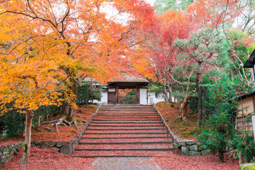Fototapeta na wymiar 京都　安楽寺の紅葉　散紅葉