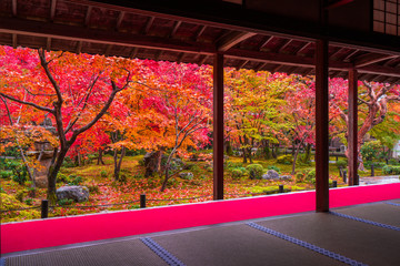 京都　圓光寺の紅葉　　
