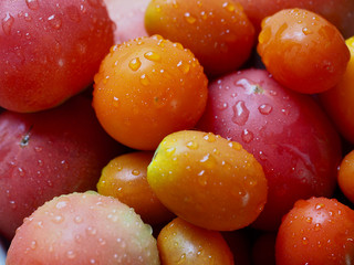 신선한 유기농 토마토와 방울 토마토