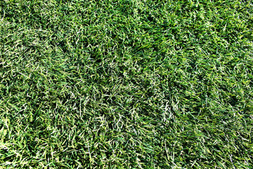 field of fresh green grass texture as a background, top view, horizontal