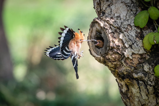 Eurasian Hoopoe (epup Upupa) bird feeding newborns in the tree cavity