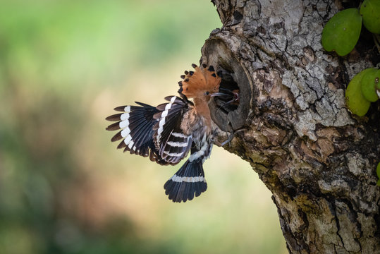Eurasian Hoopoe (epup Upupa) bird feeding newborns in the tree cavity