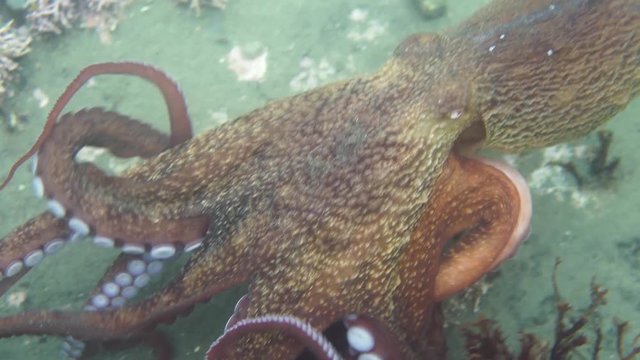 water, pattern, texture, nature, fish, animal, octopus, tropical, wild, wildlife, underwater, marine, ocean, scuba, sea, under the sea, fishing, aquatic, color, coral, creature, curious, cute, fin, li