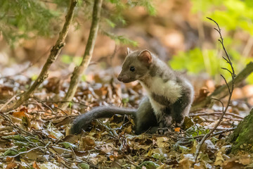 Stone marten, Martes foina, with clear green background. Beech marten, detail portrait of forest animal. Small predator sitting on the beautiful green moss stone in the forest. Wildlife scene, France