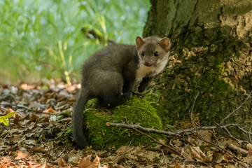 Stone marten, Martes foina, with clear green background. Beech marten, detail portrait of forest animal. Small predator sitting on the beautiful green moss stone in the forest. Wildlife scene, France