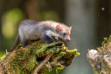 Stone marten, Martes foina, with clear green background. Beech marten, detail portrait of forest animal. Small predator sitting on the beautiful green moss stone in the forest. Wildlife scene, France