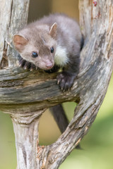Stone marten, Martes foina, with clear green background. Beech marten, detail portrait of forest animal. Small predator sitting on the beautiful green moss stone in the forest. Wildlife scene, France