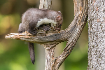 Stone marten, Martes foina, with clear green background. Beech marten, detail portrait of forest animal. Small predator sitting on the beautiful green moss stone in the forest. Wildlife scene, France