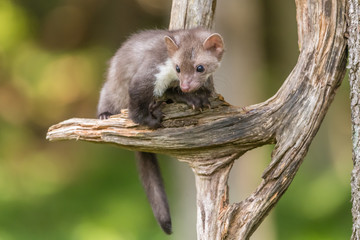 Stone marten, Martes foina, with clear green background. Beech marten, detail portrait of forest animal. Small predator sitting on the beautiful green moss stone in the forest. Wildlife scene, France