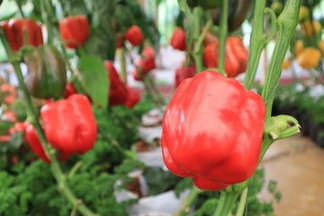 fresh bell pepper in the garden