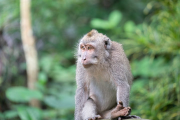 Portrait of a lonely monkey is sitting and looking for something in the natural jungle, It seem to be absent-minded. Animal and wildlife photo.