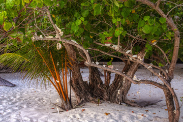 Dieses einzigartige Foto zeigt eine Muschel, die an einer Schnur hängt und im Hintergrund können Sie den Strand und den Sonnenuntergang auf den Malediven sehen