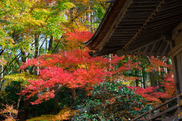 京都　三千院の紅葉