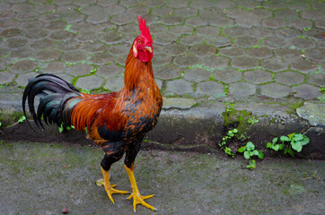 rooster in street