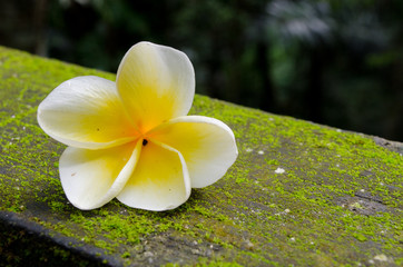 white flower on mossy railing