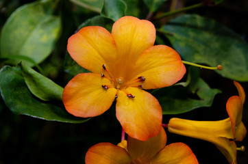 Fototapeta na wymiar orange 5 point flower