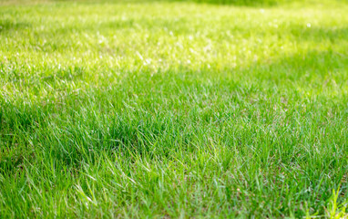 background of Golden grass in a Sunny meadow