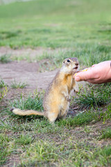 the man stretches out his hand to the gopher on the green meadow