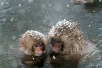 Naklejka premium 温泉に入るニホンザル スノーモンキー