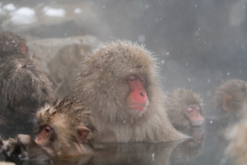 Naklejka premium 温泉に入るニホンザル スノーモンキー